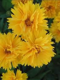 Pin On Blumen
