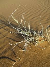 Image result for Centropodia