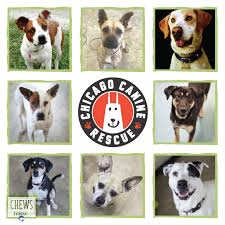 Keeping pets with owners that loves them not only preserves the human animal bond, but helps our animal control reserve their limited resources for crisp was created to provide owners and pets with thoughtful and loving alternatives to the shelter. That S Us We Re So Thankful To Be Chicago Canine Rescue Facebook