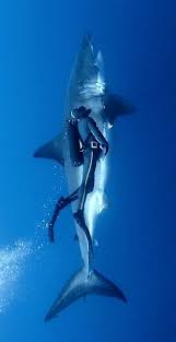 See more ideas about shark, ocean life, sea creatures. Pin By Allaho Le Yinssa On Bleu Types Of Sharks Ocean Creatures Shark Photos