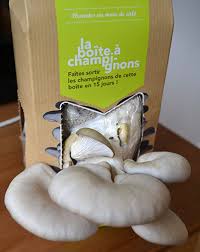 Le pleurote pousse sur les vieux troncs d'arbres feuillus en automne et en hiver. J Ai Teste La Culture De Champignons A La Maison