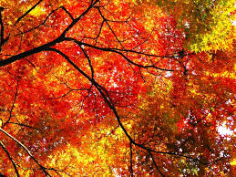 秋の紅葉 意外と知られていないイチョウやモミジの色とハーブの持つ機能性成分は同じ ということ ハーブの専門店ファルム