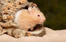 Teddy Bear Hamsters | Learn About The Cute Animals | Cool Kid Facts
