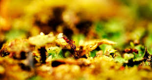 Why do ants even want to get inside your home at all? 7 Tips On How To Get Rid Of Ants Killem Pest Control Singapore