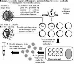 The hpai h5n1 bird u virus is highly contagious between birds, but hard for facts about hpai h5n1 bird flu. Scielo Brasil H5n1 Avian Influenza Virus An Overview H5n1 Avian Influenza Virus An Overview
