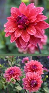If the next customer selects 1 of the. 900 Dahlia Ideas In 2021 Dahlia Beautiful Flowers Dahlia Flower