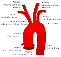 Arteria Succlavia Wikipedia