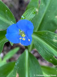 Image result for Commelina zambesica