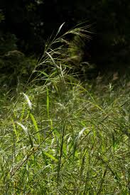 Image result for Diheteropogon