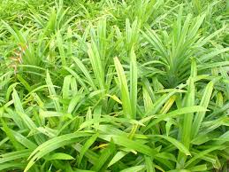 Most predominantly used the southeast asian cooking. Pin Op Plants Plant Based Products