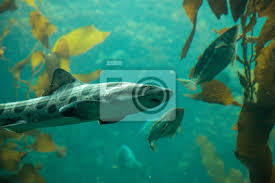 90.000 stichwörter und wendungen sowie 120.000 übersetzungen. Leopardhaifisch Triakis Semifasciata Ist Eine Art Von Teppichhai Fototapete Fototapeten Aqualung Maldivian Harmlos Myloview De