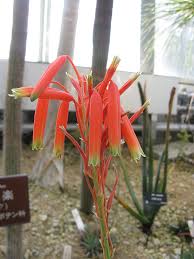 Image result for Aloe wildii