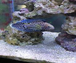 Boutique betta deluxe starter pack, fish food, water treatment, good bacteria, soothing solution, and net. Absolutely Fish Species Spotlight Marine Betta Absolutely Fish