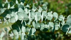 Image result for Eucalyptus