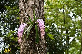Orchid Fox Tail Orchid I Captured From Sabarimala Forest Kerala A Part Of Periyar Tiger Project Orchids Types Of Orchids Orchid Flower
