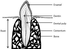 Tooth anatomy, german names, medical labeled cross section chart with enamel, dentin, pulp, gingiva, blood vessels and nerves. Tooth Morphology Overview Intechopen