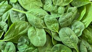 Zucchini contains lots of nutrients. Vegetables Dogs Can Eat And Vegetables Harmful To Dogs