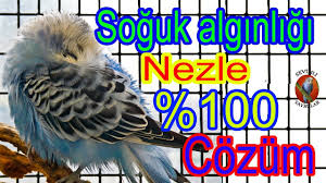 Muhabbet Kusunda Soguk Alginligi Ve Nezleye 100 Cozum Youtube