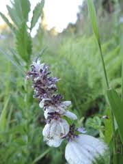 Image result for Platostoma rotundifolium