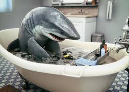 Great White Bath Daz3d Gallery 3d Models And 3d Software By Daz 3d Shark Pictures Cute Shark Shark Illustration