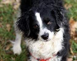 Bordoodle Border Poodle Mix Of Border Collie And Poodle Bordoodle Border Collie Poodle Mix Collie Poodle Mix