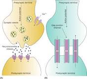 Image result for Describe the process of neurotransmission.