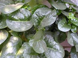 Image result for Basellaceae