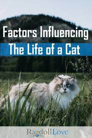 How Long Do Ragdoll Cats Live