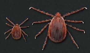 Cdc Warns Exotic Tick That Can Cause Massive Infestations