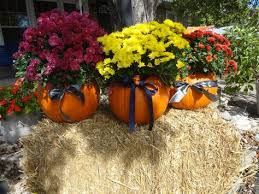Chrysantheme Im Herbst Wissenswertes Und Nutzliche Tipps Colorful Garden Fall Mums Autumn Garden