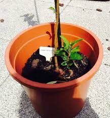 L'extrait de pépin de « pamplemousse » (epp) ou huile de pépin de « pamplemousse » est un liquide provenant des pépins, de la pulpe et des membranes blanches de pomélo citrus ×paradisi. Le Semis De Pepin De Pomme Premier Essai 2016 Le Blog Botanique De Nanie Petit A Petit Un Micro Jardin Urbain En Experimentation