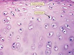 Hyaline Cartilage Hyaline Cartilage Organic Chemistry Study Histology Slides