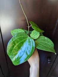 Image result for Polystachya hastata