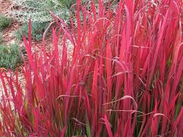 Image result for Imperata