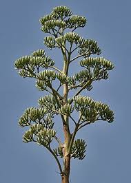 Image result for Antizoma angustifolia