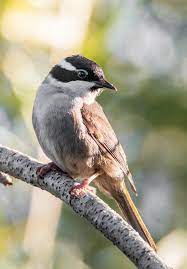 Strong Billed Honeyeater Beautiful Birds Backyard Birds Pretty Birds