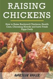 Here's a beginner's guide to raising chickens in your backyard. Raising Chickens How To Raise Backyard Chickens Health Care Choosing Breeds And Have Fresh Eggs Daily Baker Marteen 9798646415067 Amazon Com Books