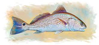 Redfish Illustration By Savlen Art Fish Art Fish Painting Fish