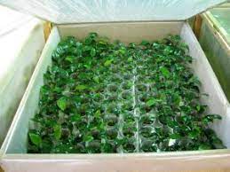 Cara membuat tanaman karpet aquascape. 10 Cara Budidaya Anubias Emersed Dan Aquatik Ilmubudidaya Com