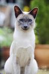 Flame Point Siamese: What You Need to Know About This ...