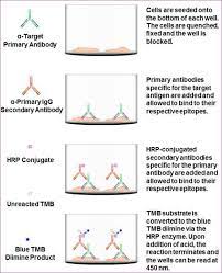 Cell Based Elisa For In Cell Protein Phosphorylation And Expression Profile Detection Tebu Bio S Blog