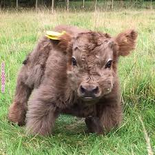 Pin By Samantha Garrett On Animals And Pets Pinterest Cute Animals Animals And Fluffy Cows Pin By Samantha Ga Cute Baby Cow Baby Cows Cute Funny Animals