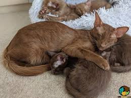 Browse thousands of kittens and cats for sale or adoption by breeder, owner and shelter. Havana Brown Cat Breed Ukpets