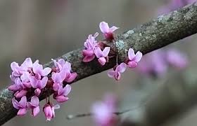 Maybe you would like to learn more about one of these? 9 Edible Flowers