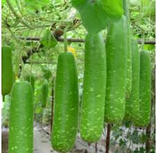 [Image: images?q=tbn:ANd9GcSumZMNYWN5-HC0JgBKjC_...tQIq7Q8iEv]