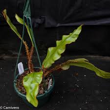 Image result for Elaphoglossum kivuense