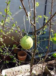Cheap Organic Pest Control For Fruit Trees