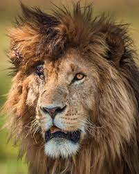 سكار الاسطوره او the legendary scar. Ø³ÙƒØ§Ø± ÙÙŠØ³ Ù†Ù‡Ø§ÙŠØ© Ø£Ø³Ø·ÙˆØ±Ø© Ø§Ù„Ù…Ù„Ùƒ Ø§Ù„Ù†Ø¯Ø¨Ø© Ø§Ù„Ø°ÙŠ Ø­ÙƒÙ… Ø§Ù„Ø£Ø³ÙˆØ¯ ÙÙŠ ÙƒÙŠÙ†ÙŠØ§ Ù…ÙˆÙ‚Ø¹ Ø§Ù„ÙŠÙˆÙ… Ø§Ù„Ø¥Ø®Ø¨Ø§Ø±ÙŠ