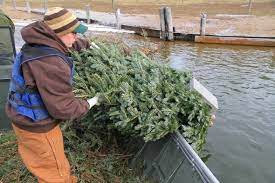 All you do is donate the tree and they'll shred it down to natural mulch to take home and use in your garden. Be A Friend To The Fish Sink Your Christmas Tree