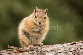 See more ideas about chipmunks, squirrel, cute animals. Cute Chipmunk Well Fed On Nuts And Seeds Stock Photo C Backyardproductions 4602633 Stockfresh